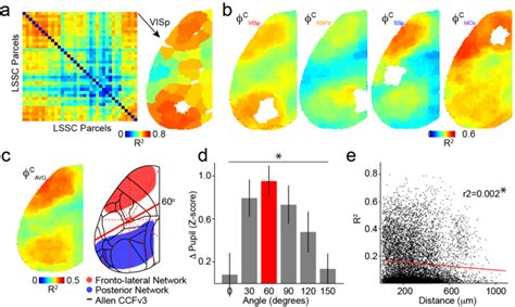 Dynamic Functional Connectivity Reveals Distinct Cortical Subnetworks