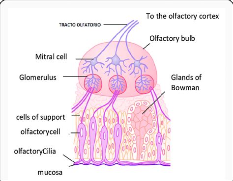 Olfactory Pathway