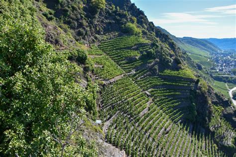 Mosel Valley Hiking Through The Hillside Vineyards Of Germanys