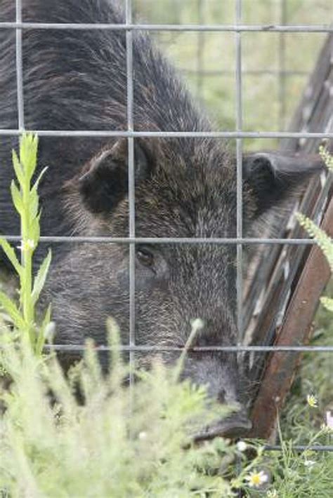 Tompkins Texas Feral Hogs Are Ripe For The Trapping