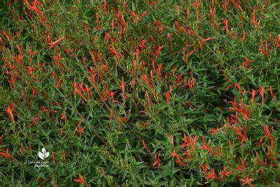 Flame Acanthus | Central Texas Gardener