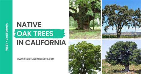 16 Types of Native Oak Trees in California - Regional Gardening