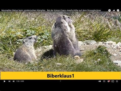 Murmeltier Babys Beim Spielerischen K Mpfen Bei Der Kaiser Franz