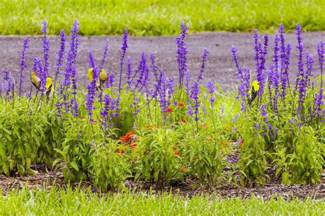 Salvia How To Plant Grow And Care For Salvia Flowers Sage The