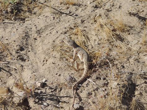 Cope S Leopard Lizard From Muleg B C S M Xico On May At