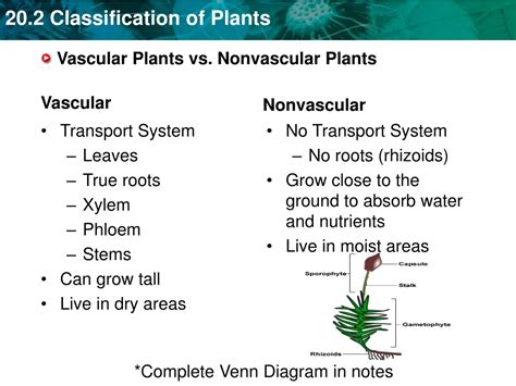 Non Vascular Plants Diagram