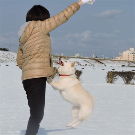 犬の困った行動のひとつ、飛びつき癖。どんなしつけをしたら飛びつかなくなるの？