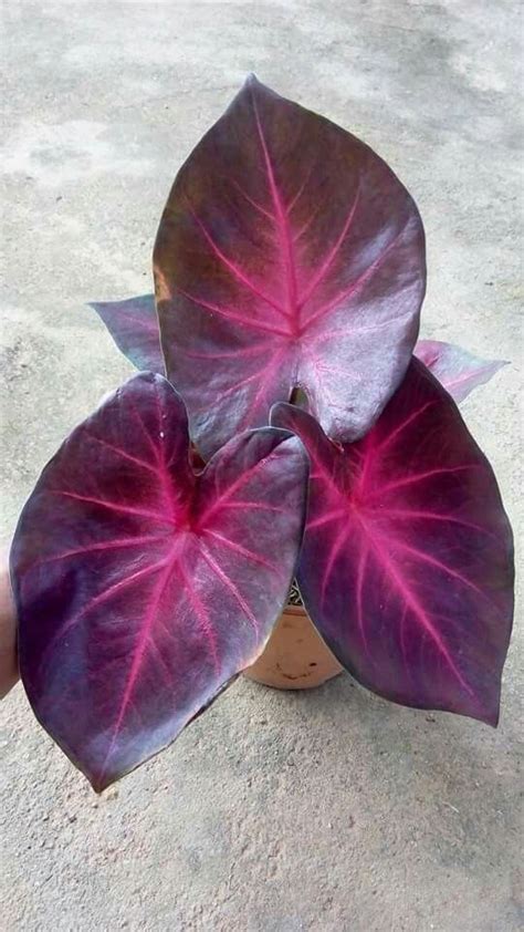 Two Purple And White Leaves On Top Of Each Other In A Potted Planter