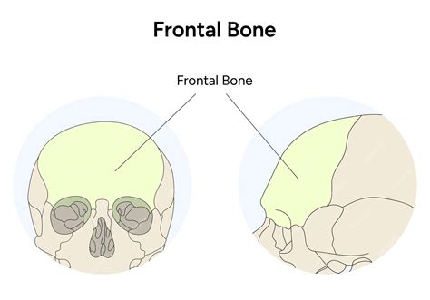 Premium Vector | Anatomy of skull frontal bone in vector