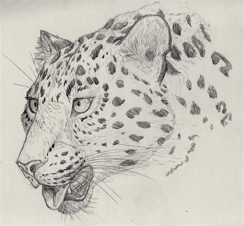 Sketch A Day Day 3 Amur Leopard By Therecurrent On Deviantart