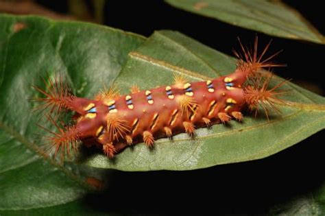 9 Different Types Of Caterpillars Caterpillar Type Different Types