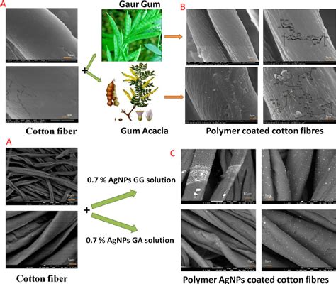 SEM Images Of A Pure Cotton Cellulose Fibers B Polymer Coated