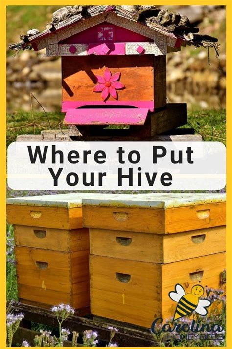 Beehive Placement Finding The Right Place For Your Hive Carolina