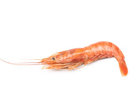 Langostino austral - Cabo Vírgenes