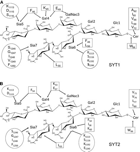 Schematic Overview Of Intermolecular Interactions Between Gt B Bont B