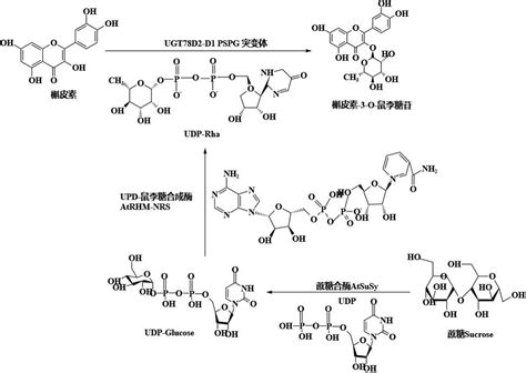 糖基转移酶突变体及其在制备槲皮素 3 O鼠李糖苷中的应用