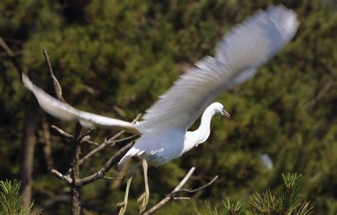 Vendée Deux nouveaux cas de grippe aviaire la crainte de la