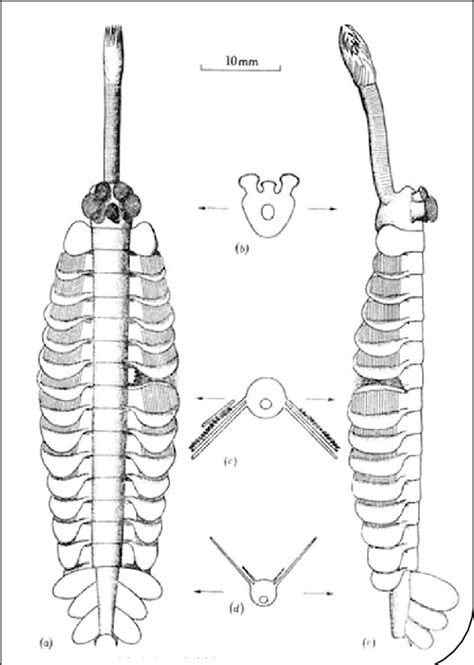 Opabinia regalis dal disegno di H. Whittington (Whittington, 1975). | Download Scientific Diagram