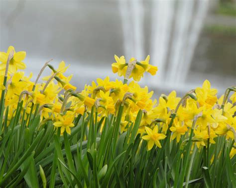 Narcissus Tête à Tête Bulbs — Buy Online At Farmer Gracy Uk