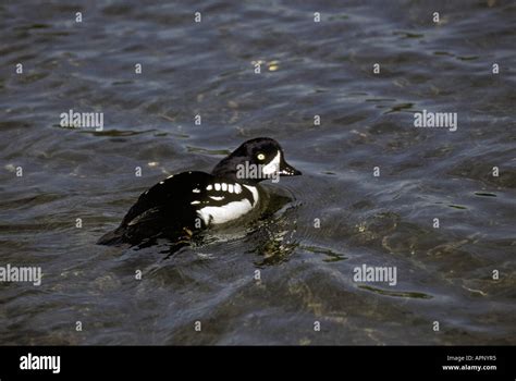 Barrows Golden Eye Bucephala Islandica Stock Photo Alamy