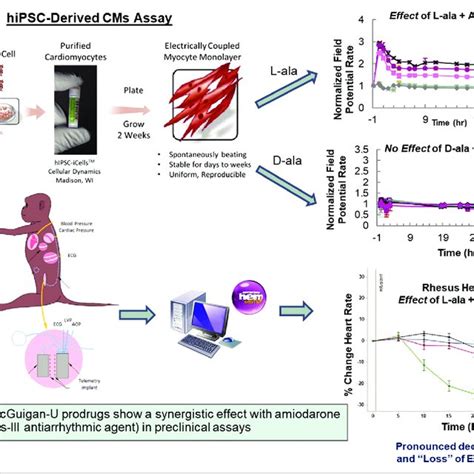 Human Induced Pluripotent Stem Cell Derived Cardiomyocyte Hipsc Cm