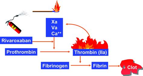 Xarelto Mechanism Of Action Slide Share