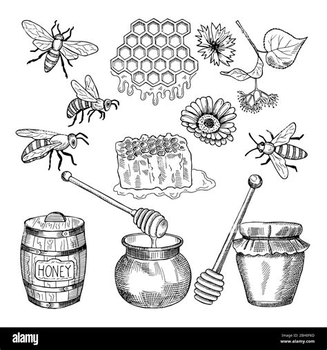 Vector Hand Drawn Pictures Of Honey Products Illustration Of Honey