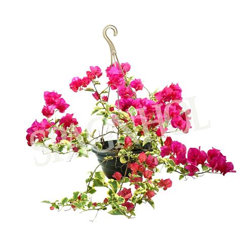 Primavera Variegata Rosa Ca Spagnhol Plantas Ornamentais Loja Virtual