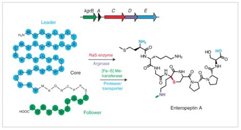 Princeton Chemistry Discovers New Pathway For Antimicrobial Peptides