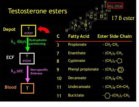 Androgen Physiology Pharmacology Use And Misuse Endotext NCBI