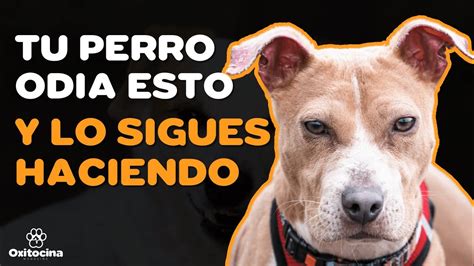 10 COSAS QUE TU PERRO ODIA YouTube