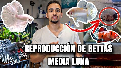 Como Reproducir Bettas Media Luna Youtube