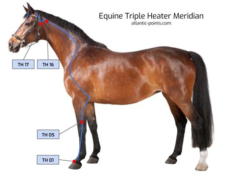 Equine Acupuncture Charts And Meridian Maps