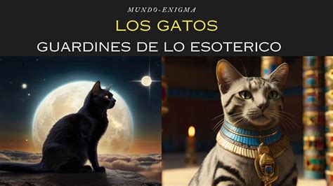 Los Gatos Guardianes Del Alma Youtube