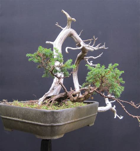 Styling A Common Juniper Bonsai