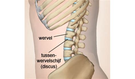 Lumbale Wervelkolom En Si Gewricht Claessens Van De Rijt