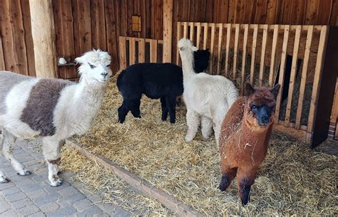 Zu Besuch Im Tierpark Nordhorn Zwei Neue Alpaka Weibchen Ems Vechte