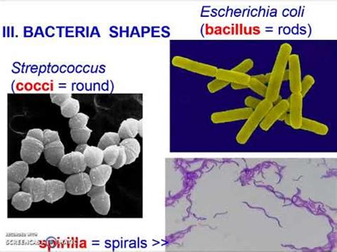 Eubacteria Shapes