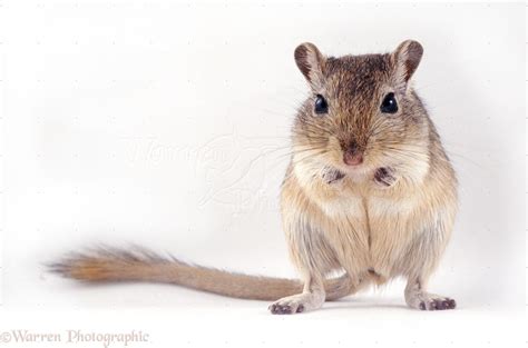 Agouti Mongolian Gerbil photo WP06609