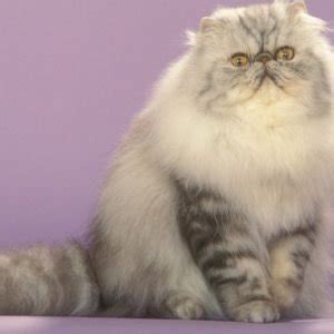 Your Guide to Persian Cat Colors | Persian Cat Corner