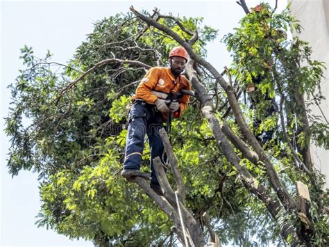 A Poda E a Remoção Das árvores Removem Uma árvore Que Caia Devido à