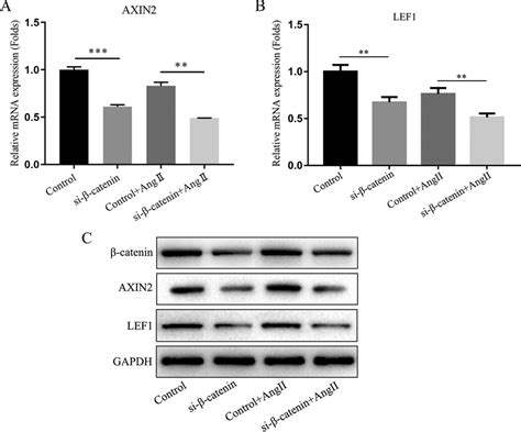 Wnt β catenin signaling pathway was inhibited by CTNNB1 knockdown A