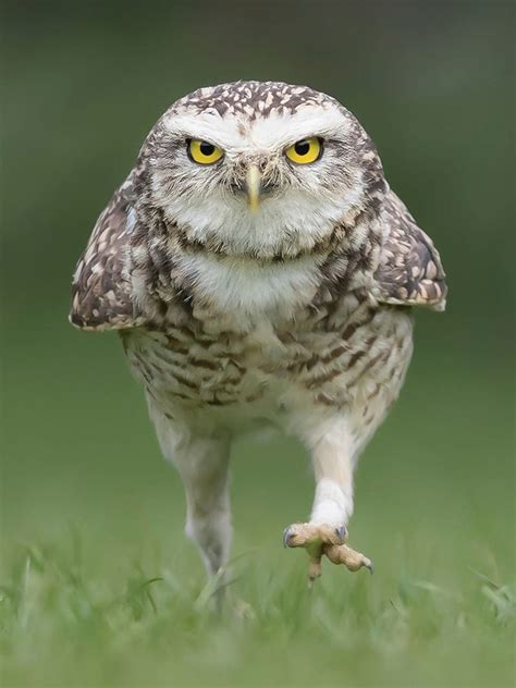 Goofy Owl