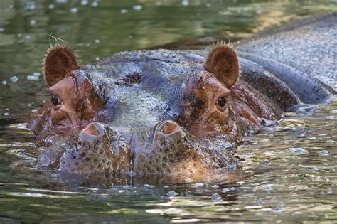 Hippopotamus: Habitat, Diet, Social Structure, Physical Description ...