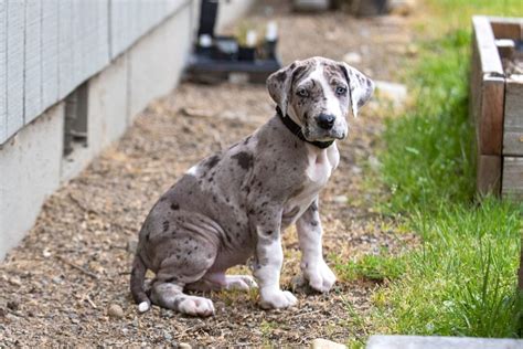 Merle Great Dane Facts Genetics Health Puppy Prices FAQs