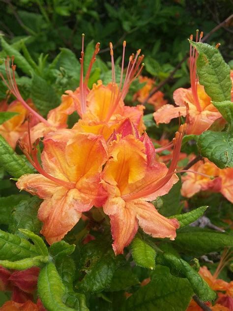 Azaleas Flores Floreciente Foto Gratis En Pixabay Pixabay