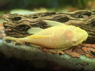 Hypostomus Plecostomus: Care Guide, Breeding & Tank Size