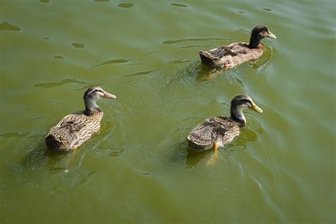 Colvert Canards Lac Photo Gratuite Sur Pixabay Pixabay