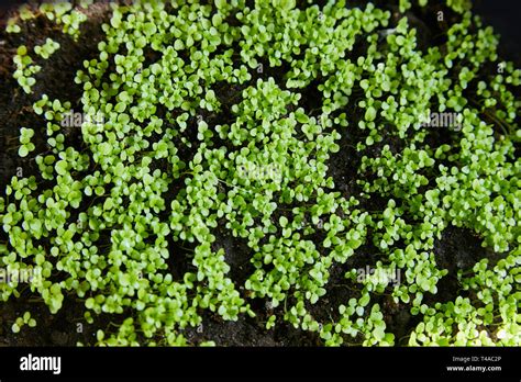 Sweet Alyssum Seedlings Close Up Planting Material Of Garden Flowers