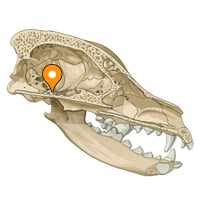 Dorsum sellae - vet-Anatomy - IMAIOS